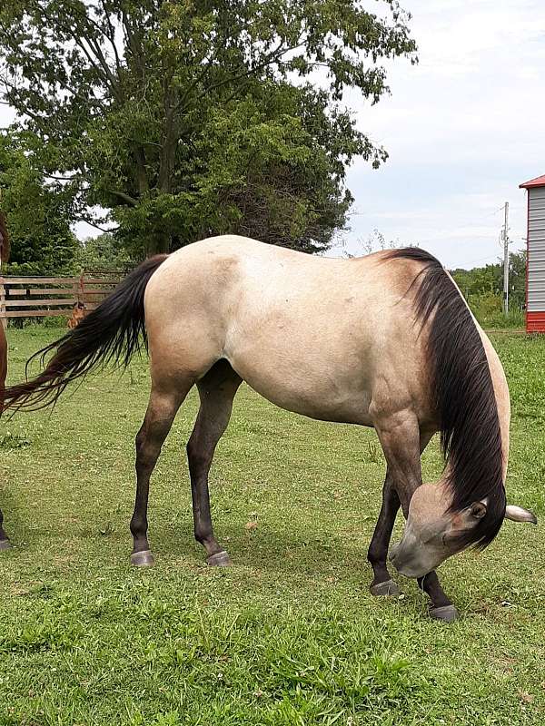 grey-roan-started-under-saddle-horse