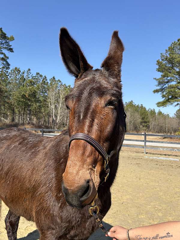 barn-mule