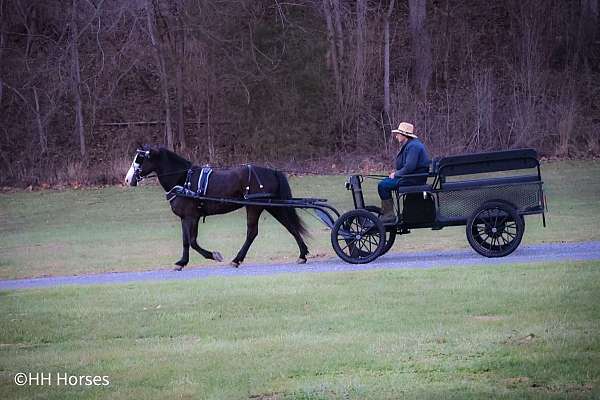 athletic-morgan-horse