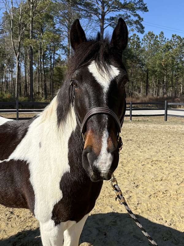 backs-quarter-horse