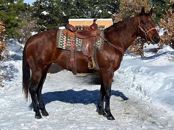 horsemanship-quarter-horse