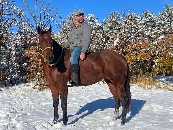 kid-safe-quarter-horse