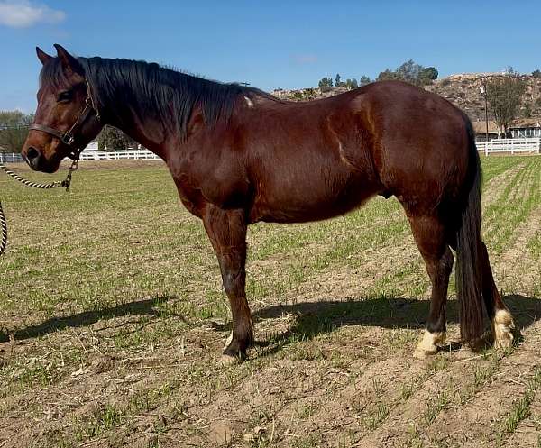 quarter-horse-gelding