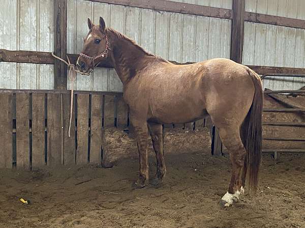 barrel-quarter-horse