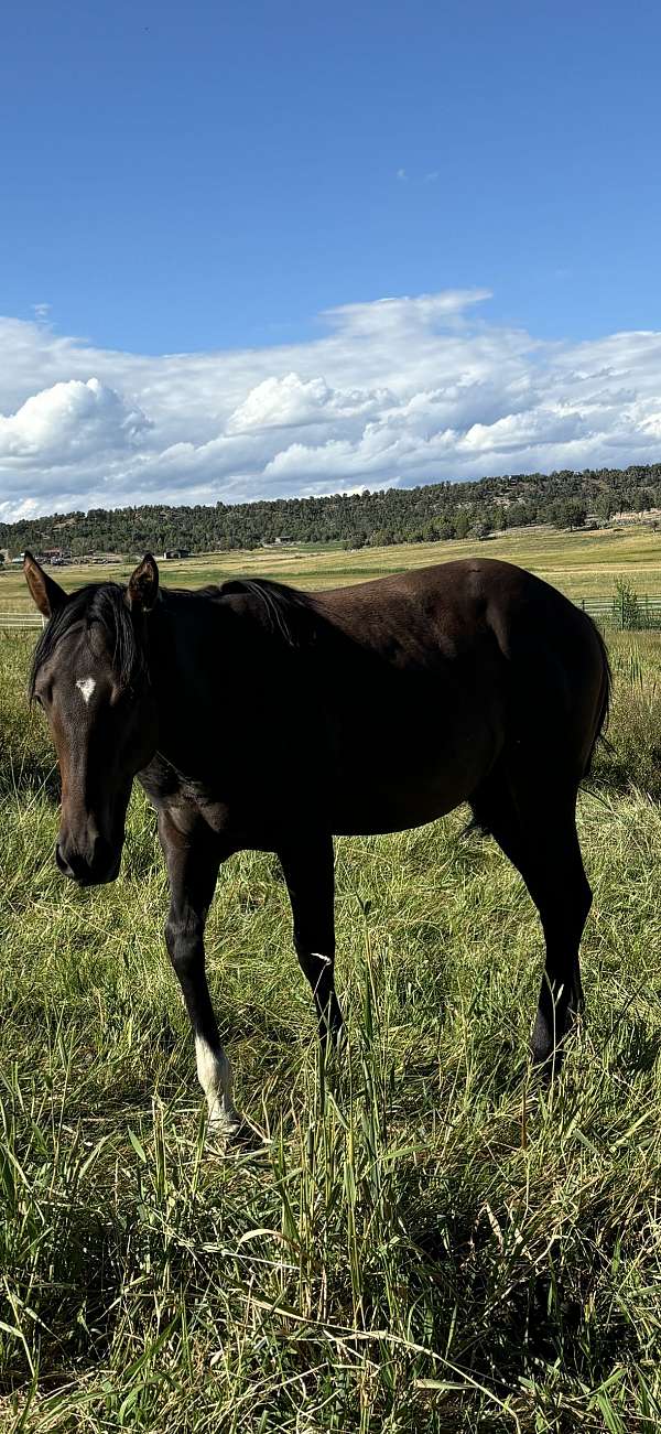 quarter-horse-filly