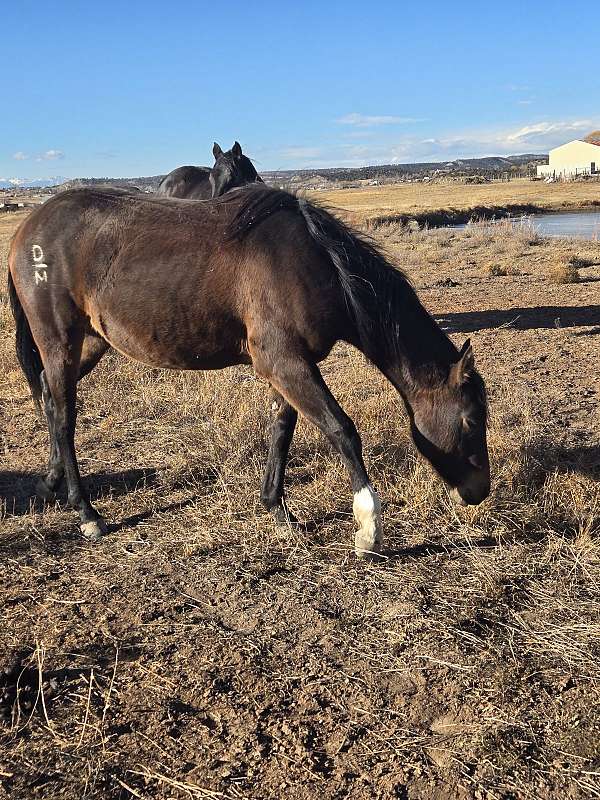 quarter-horse-for-sale