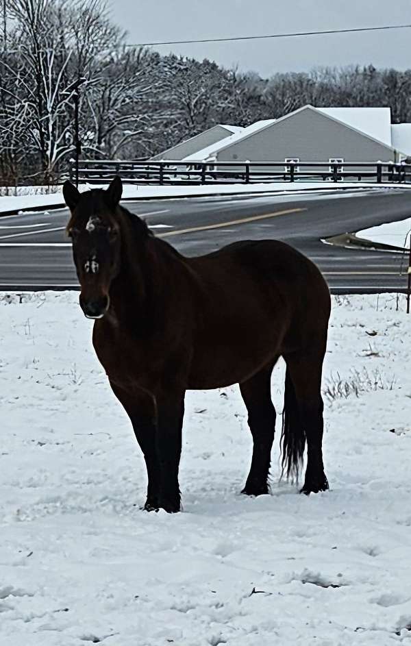 draft-horse