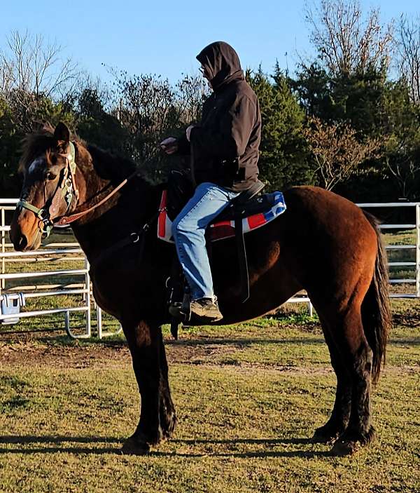 draft-horse-for-sale