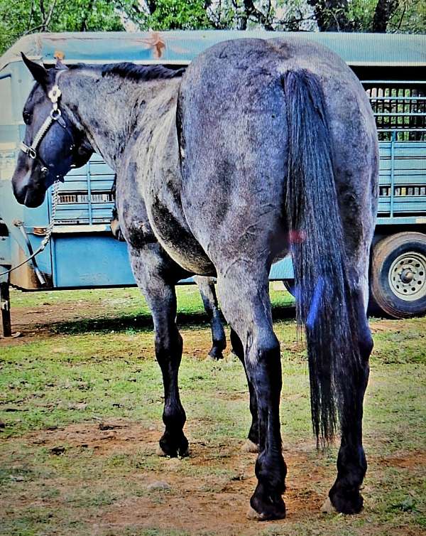 buckskin-draft-mare-stallion