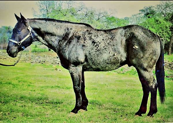 roan-draft-mare-stallion