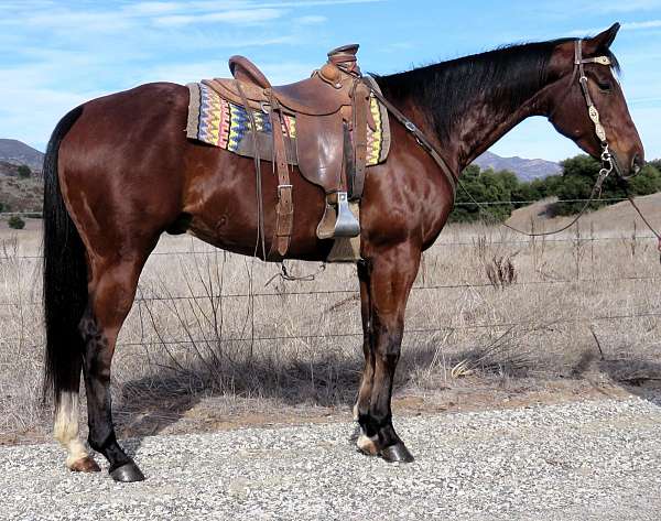 double-registered-quarter-horse