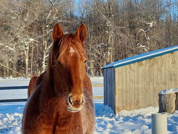 all-around-quarter-horse