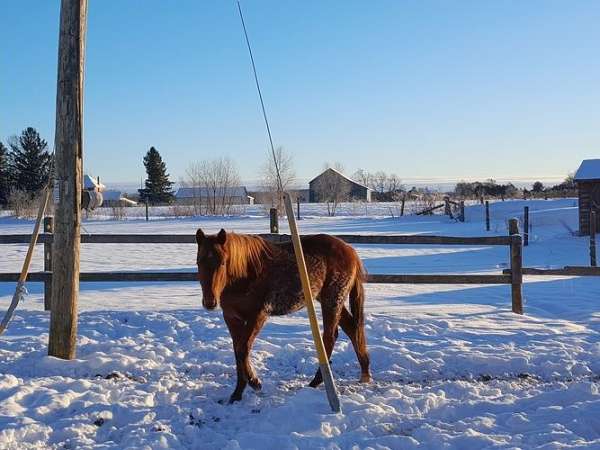 athletic-quarter-horse