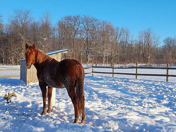 barrel-quarter-horse