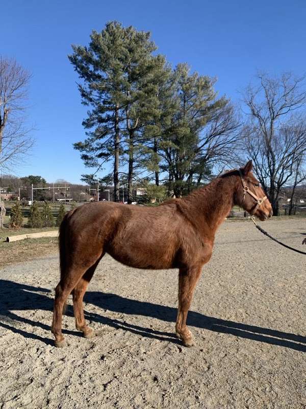 chestnut-thoroughbred-mare