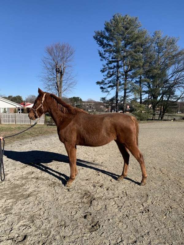 chestnut-mare-for-sale