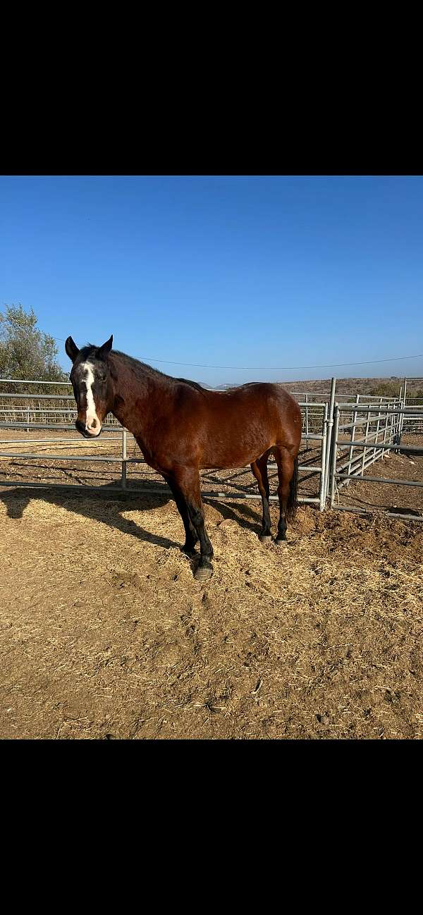 all-around-morgan-horse