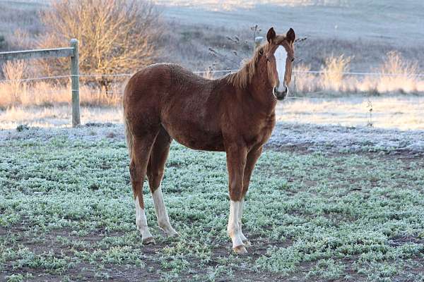 4-white-socks-horse