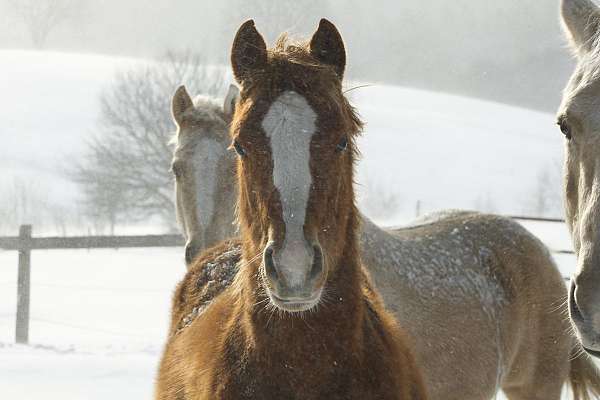 all-around-quarter-horse