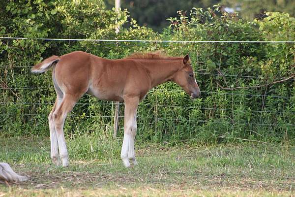 sorrel-4-white-socks-horse