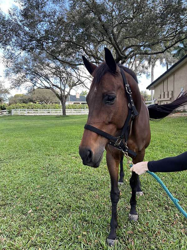 champion-thoroughbred-horse