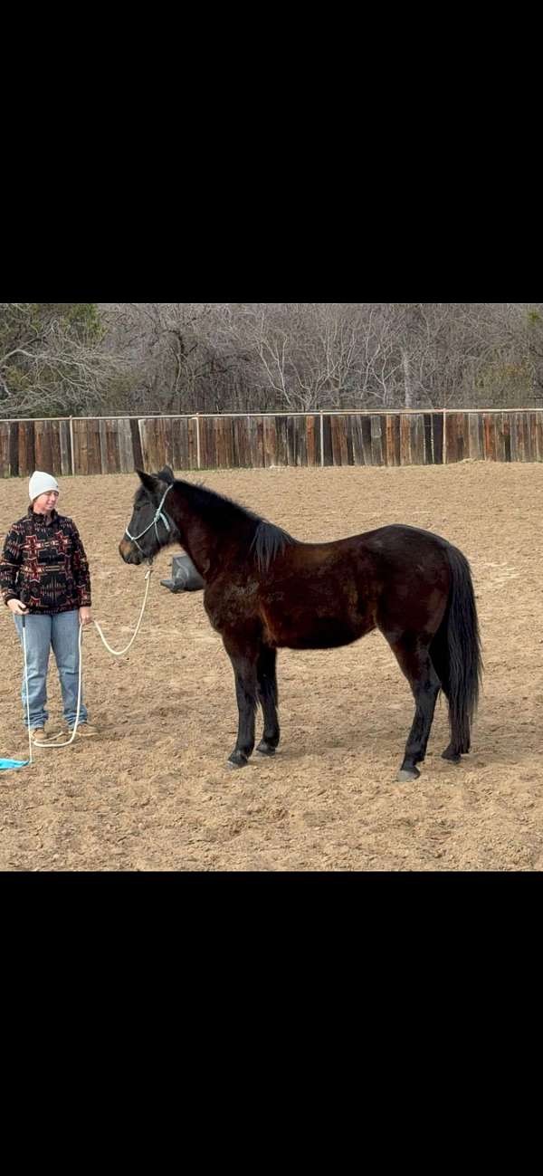 very-smooth-quarter-pony