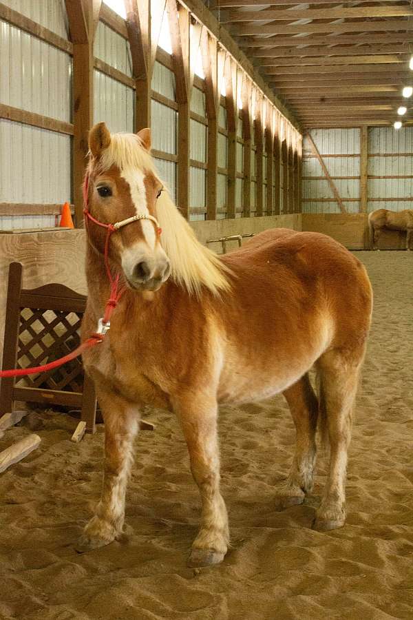 endurance-haflinger-horse