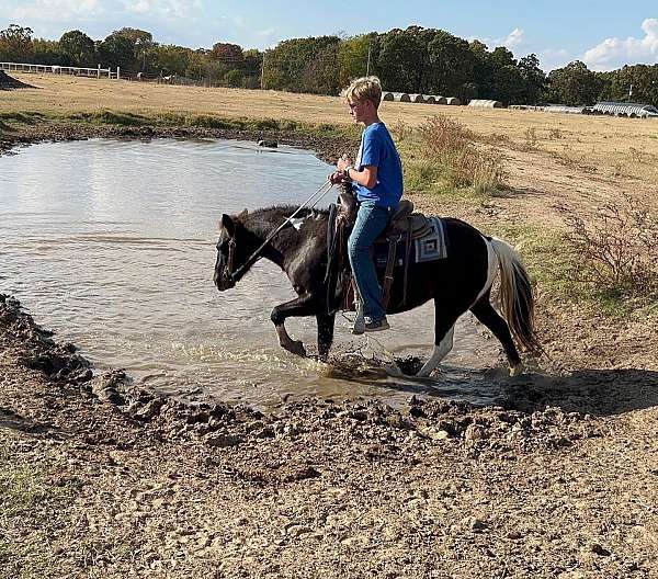 black-overo-longe-line-pony