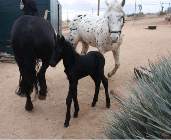 friesian-filly-foal