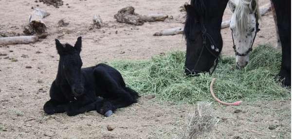 baroque-foal