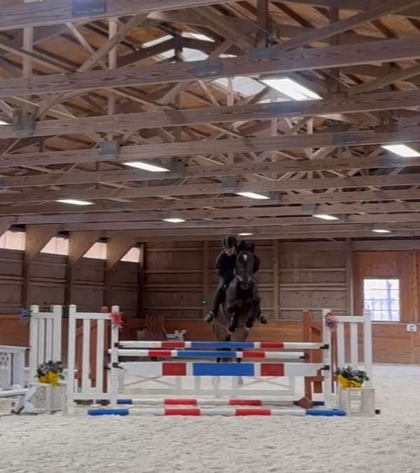 holsteiner-horse-for-sale