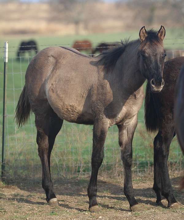 carries-expresses-roan-no-white-markings-horse