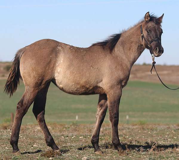 grulla-carries-expresses-roan-no-white-markings-horse