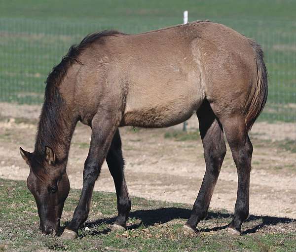 7-panel-nn-quarter-horse