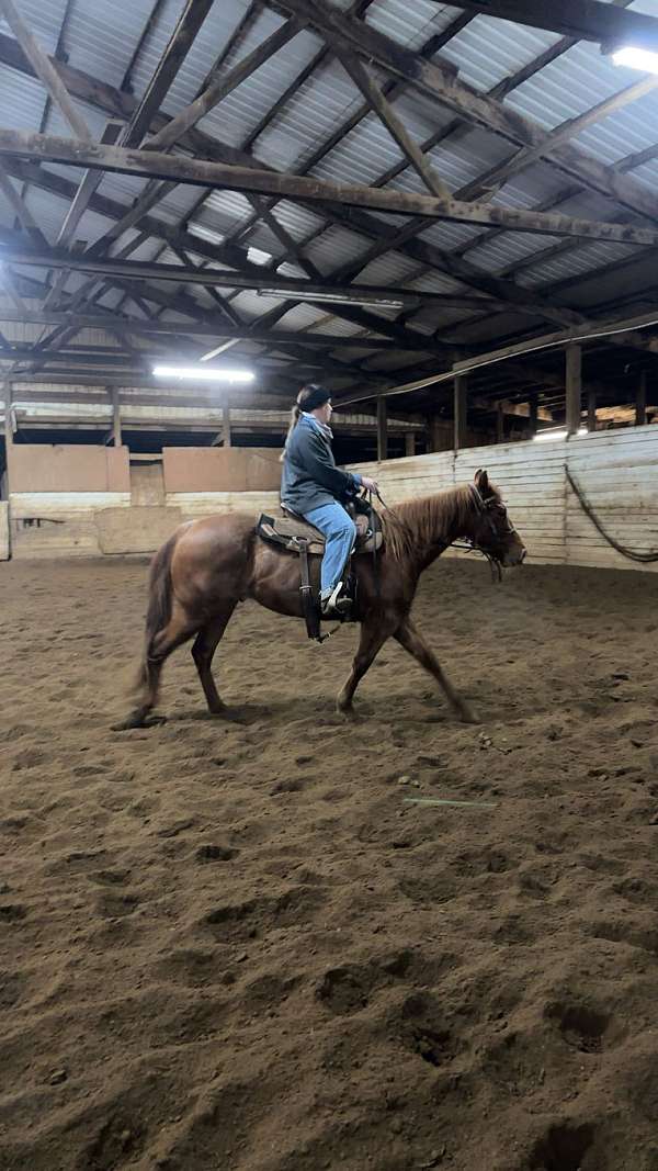 quarter-horse-for-sale