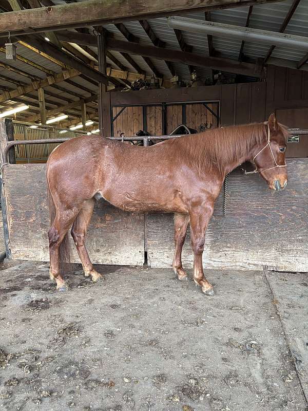 quarter-horse-gelding