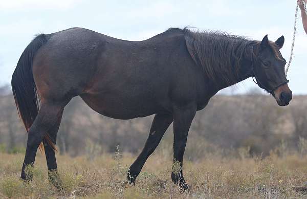 homozygous-roan-no-white-markings-horse