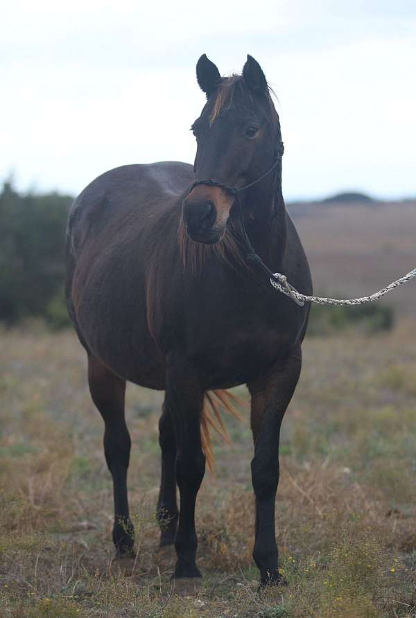 bay-roan-homozygous-roan-no-white-markings-horse