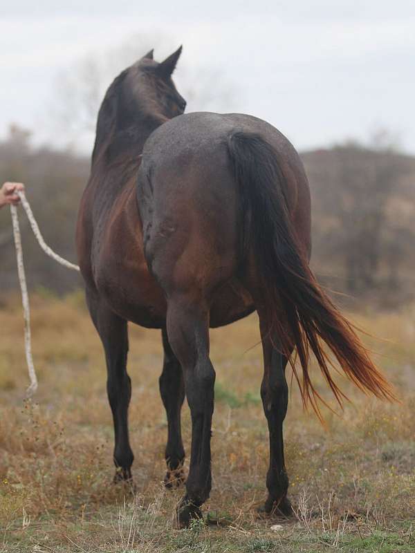 rawhides-slide-quarter-horse