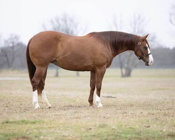 sorrel-aqha-nrha-mare-broodmare