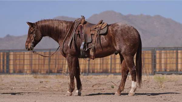 all-around-quarter-horse