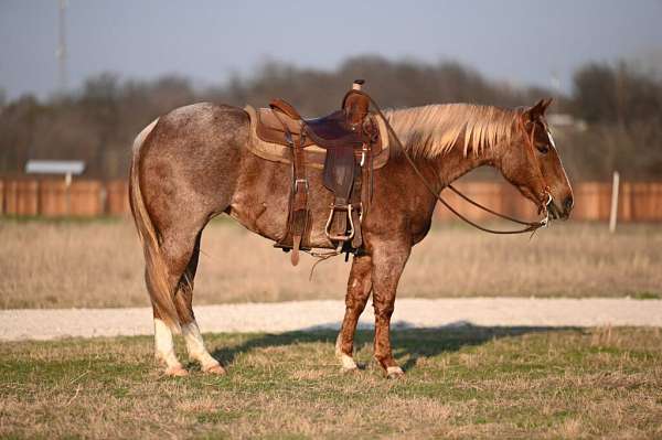 athletic-quarter-horse