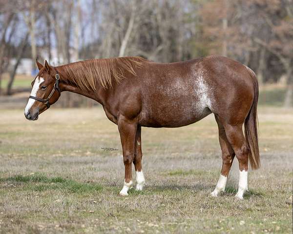 athletic-quarter-horse