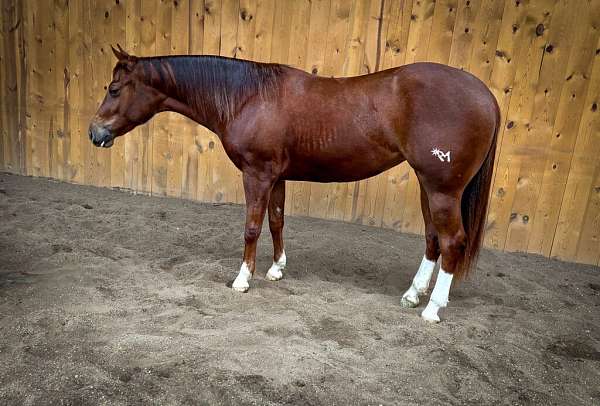 athletic-quarter-horse