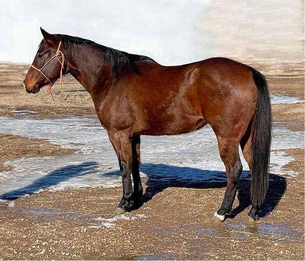 athletic-quarter-horse