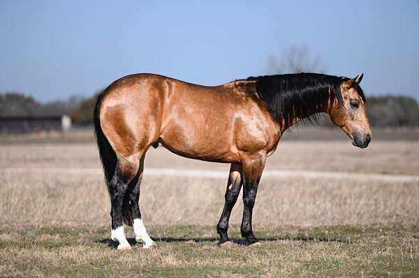 athletic-quarter-horse