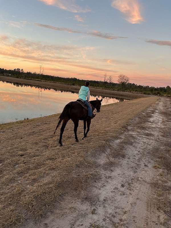 black-socks-no-white-horse