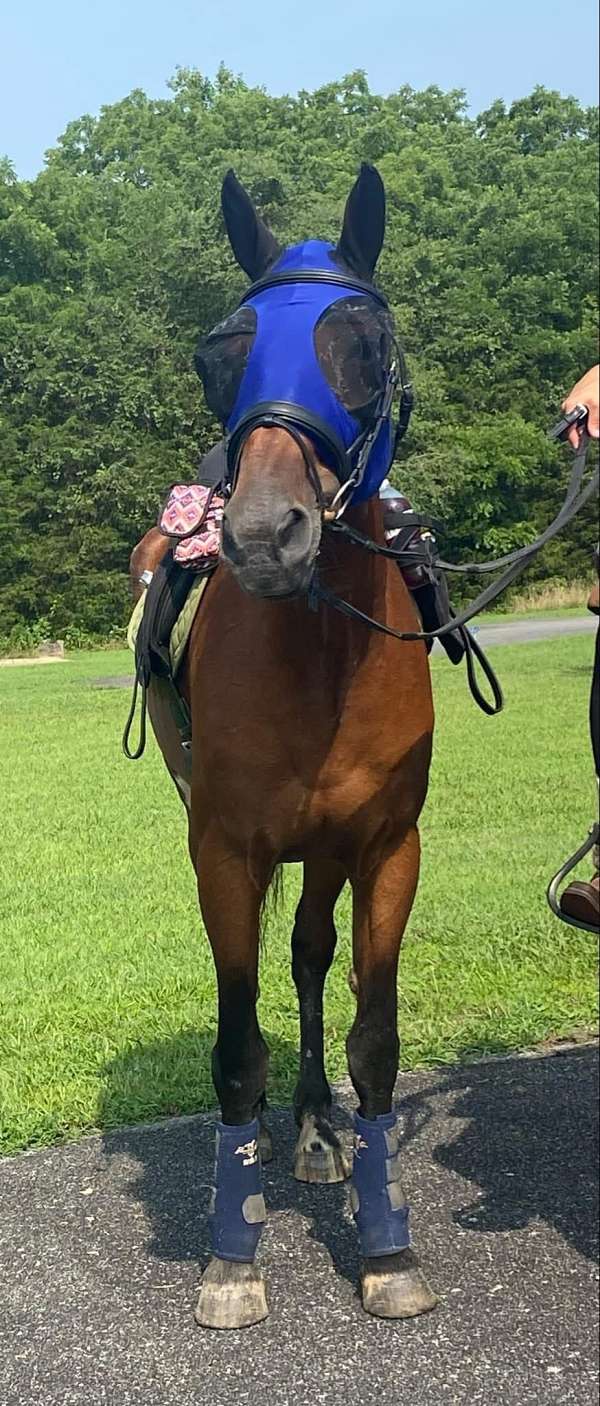 standardbred-mare