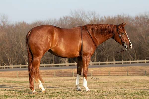 athletic-quarter-horse