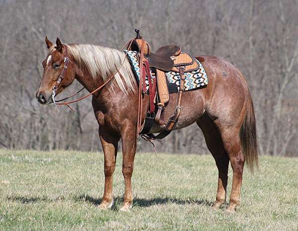 all-around-quarter-horse